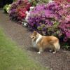 Reini - Haustier Hund
