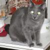 Reini - Haustier Katze